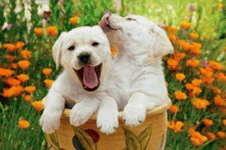 Друзья-малыши - цветы, природа, животные, собака, щенок - предпросмотр