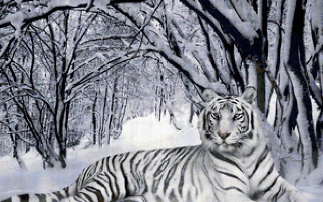 бенгалец - оригинал