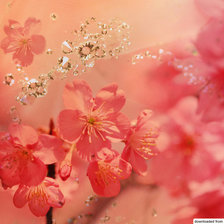 цветочная фонтазия