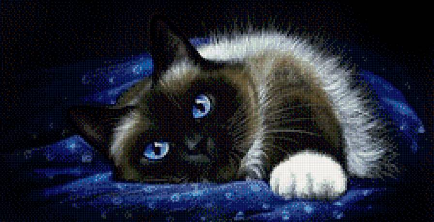 синеглазый пушистик - любимец, животное, друг, кот - предпросмотр