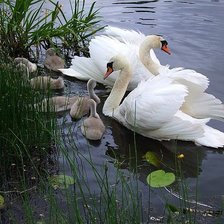 Схема вышивки «лебеди»