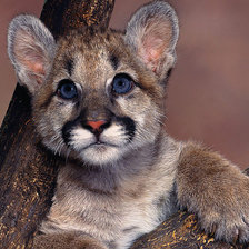 Схема вышивки «котенок»