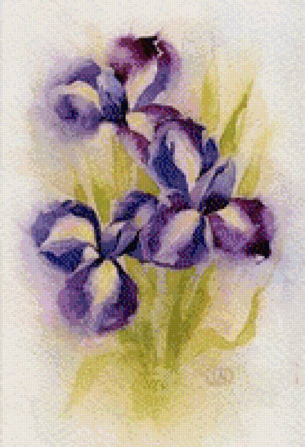 ирисы - цветы, акварель, ирис - предпросмотр