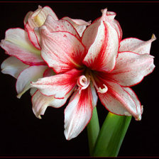 Схема вышивки «цветы»