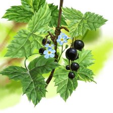 Схема вышивки «подушка»