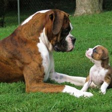 Схема вышивки «Собаки»