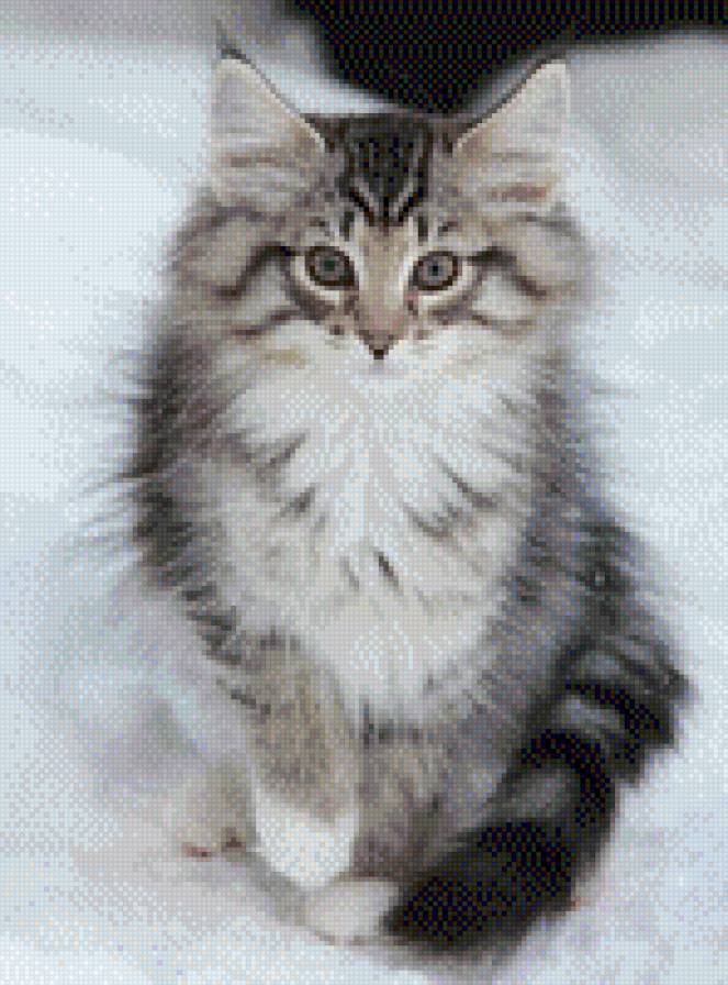 Киса в снегу - кот, киса, животные, снег, кошка - предпросмотр