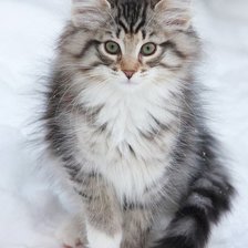 Схема вышивки «Киса в снегу»