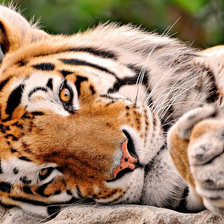 Схема вышивки «Тигр»