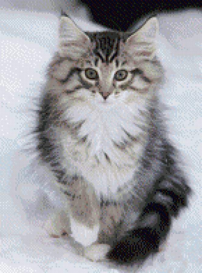 Киса - киса, кот, снег, животные, кошка - предпросмотр