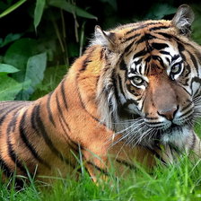 Схема вышивки «мой ласковый и нежный зверь»