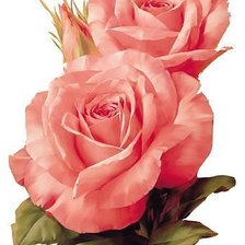 Схема вышивки «роза»