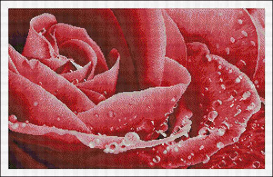 роза - розы, цветы, розовые - предпросмотр