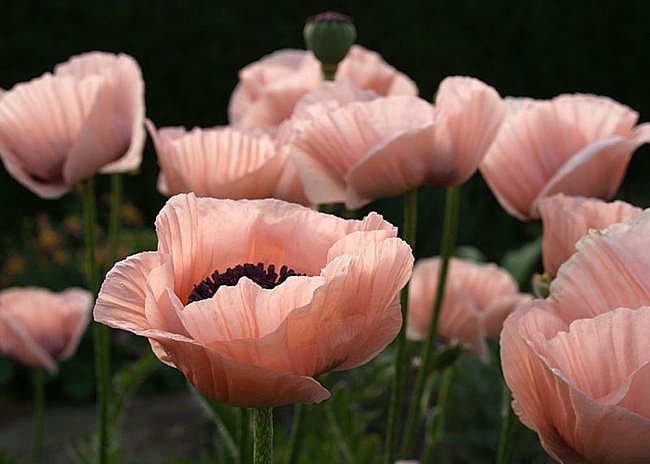 Маки - оригинал