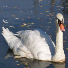 Схема вышивки «лебедь»