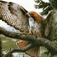 Схема вышивки «Расправив крылья»