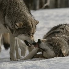 Схема вышивки «ВОЛК»