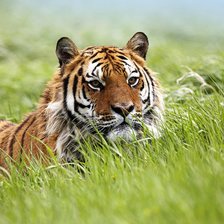 Схема вышивки «№523378»