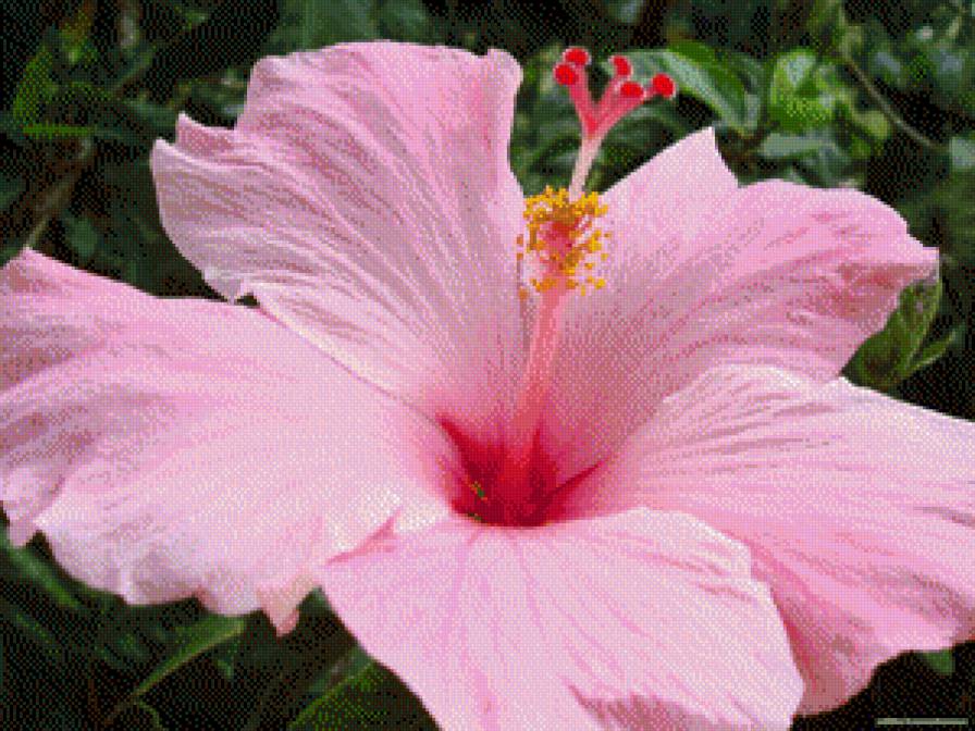 №523385 - предпросмотр