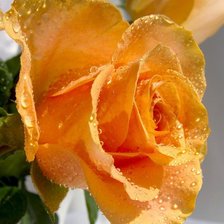 Схема вышивки «роза»