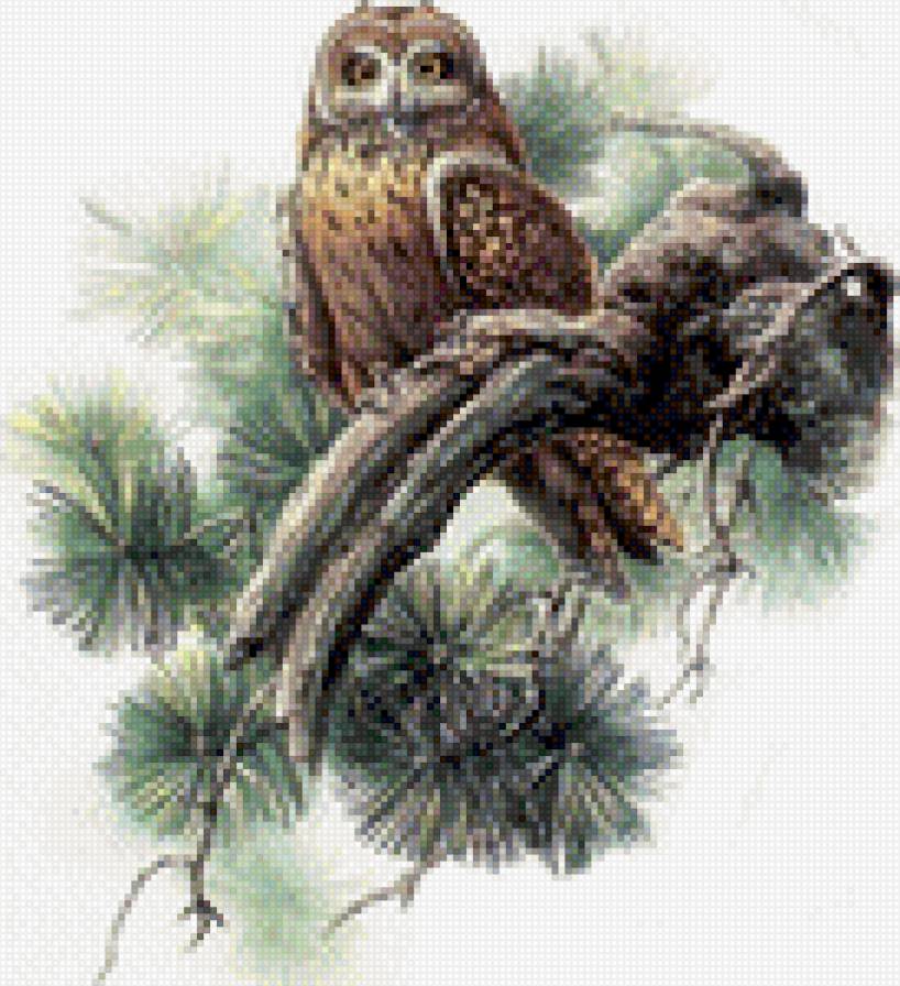 Сова на сосне - сосна, сова - предпросмотр