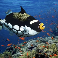 Схема вышивки «рыба»