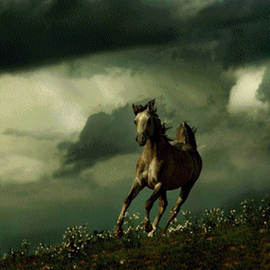 Араб 1 - лошадь, араб - предпросмотр