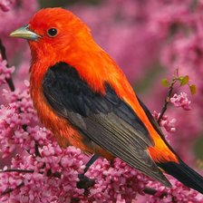 яркая птичка