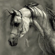 Схема вышивки «Араб 3»