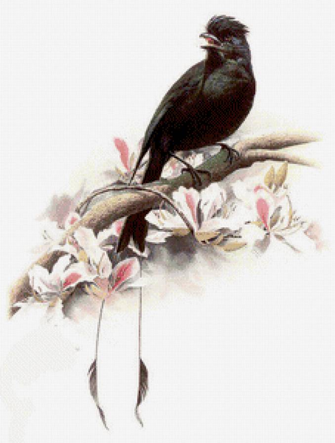 Птичка - птицы - предпросмотр