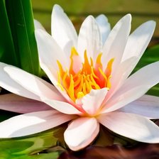 Схема вышивки «№523775»