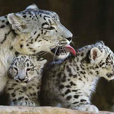 Схема вышивки «снежный барс кошки»