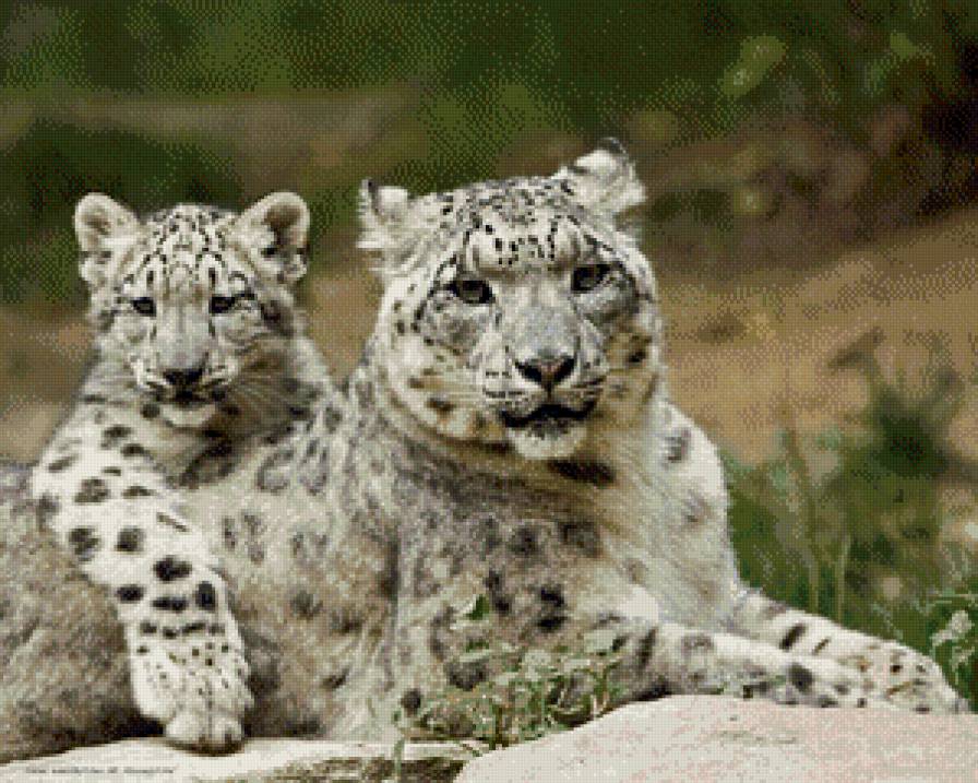 №523898 - снежный барс - предпросмотр