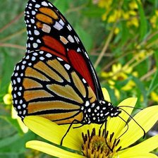 Схема вышивки «бабочка»