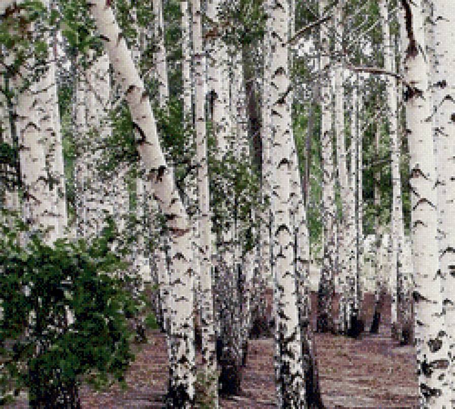 березовая роща - природа, березы, лес - предпросмотр