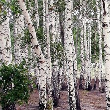 Схема вышивки «березовая роща»