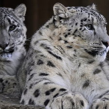 Схема вышивки «снежный барс»