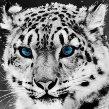 снежный барс