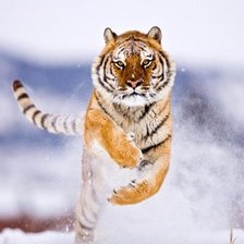 Схема вышивки «Тигр»