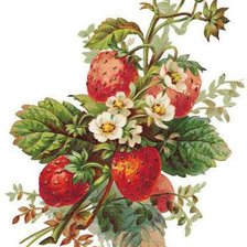 Схема вышивки «Земляника»