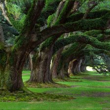 Схема вышивки «необычные деревья 2»