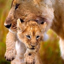 Схема вышивки «№524486»