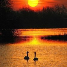 Схема вышивки «серия "природа"»