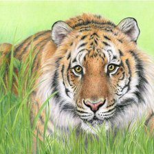 Схема вышивки «тигр на отдыхе»