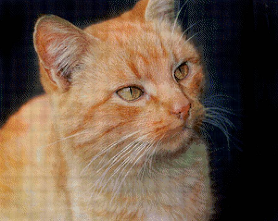 рыжик - предпросмотр