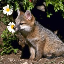 лисёнок с ромашками