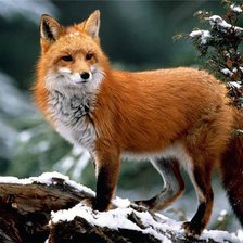 Схема вышивки «гордая лисица»