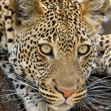 Схема вышивки «леопард»