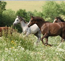 Схема вышивки «лошади»