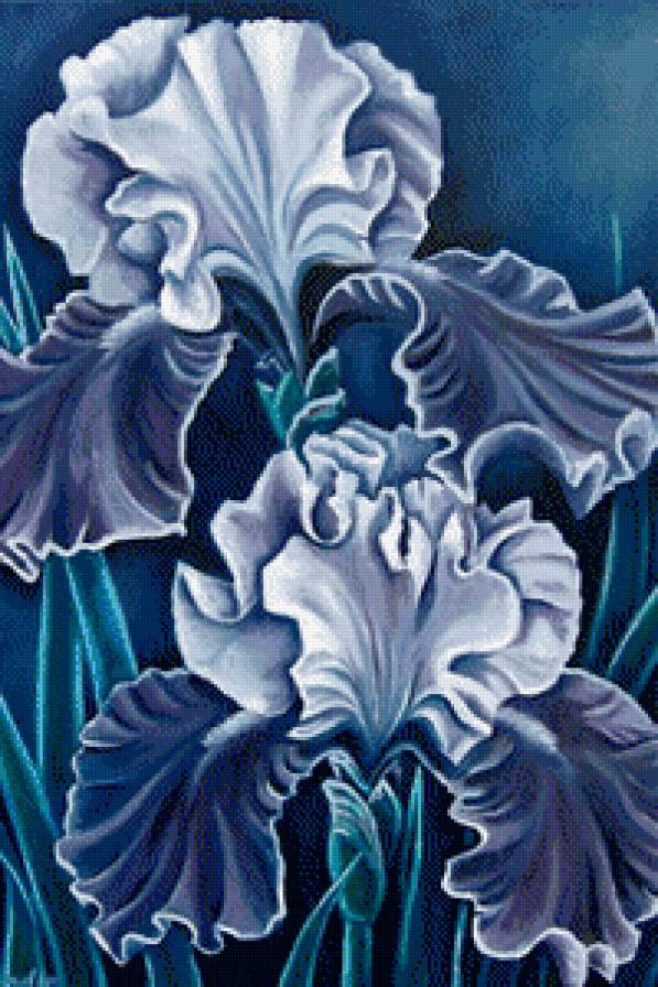 Голубые ирисы - cveti - предпросмотр